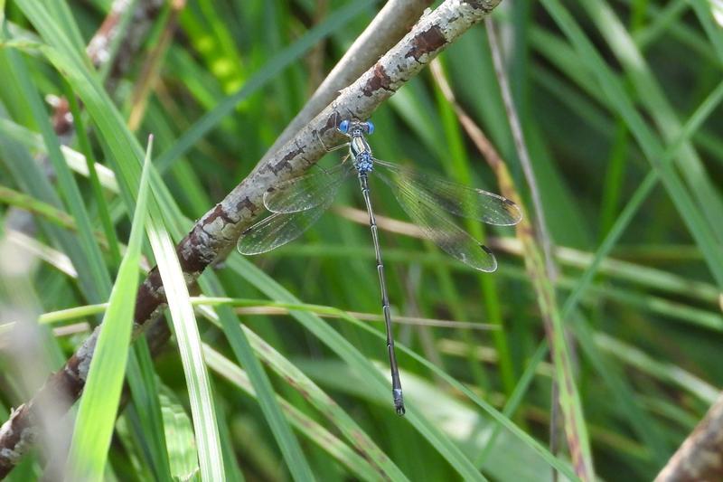 Photo of Slender Spreadwing