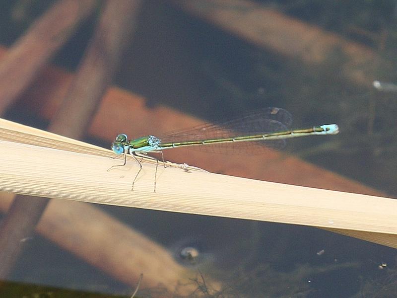 Photo of Sedge Sprite