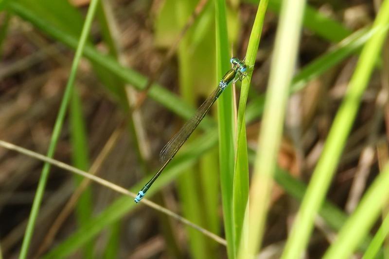 Photo of Sedge Sprite