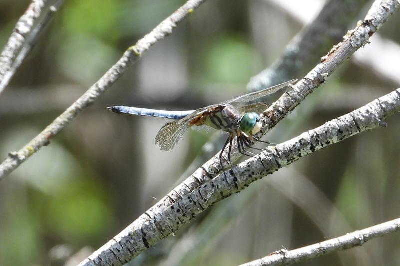 Photo of Blue Dasher