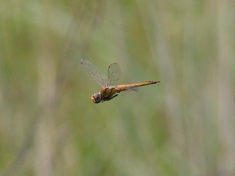 Photo of Wandering Glider