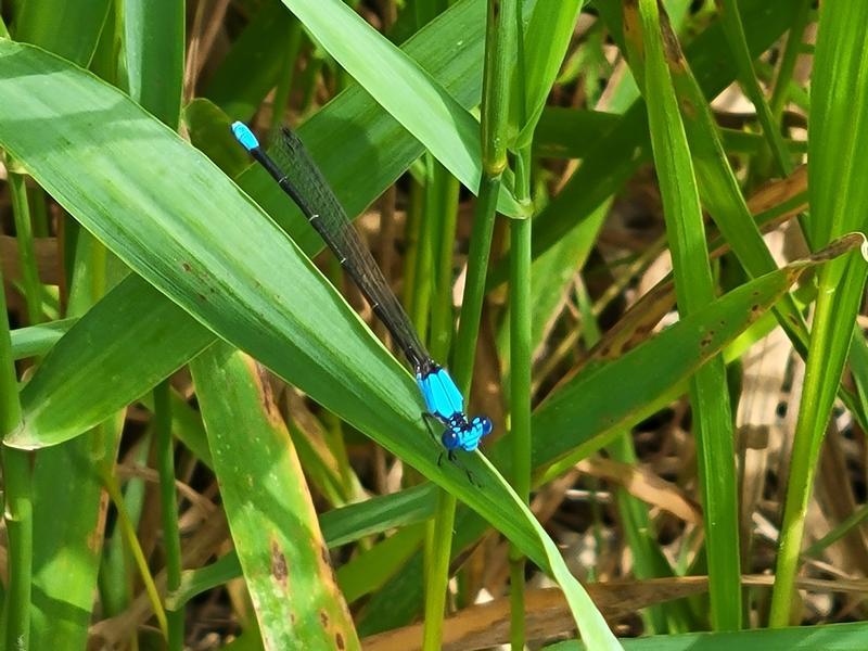 Photo of Blue-fronted Dancer