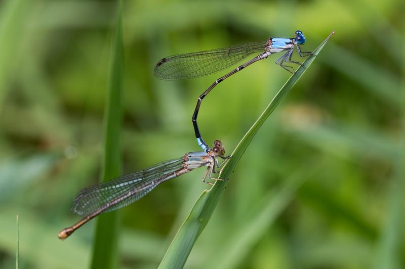 Photo of Blue-fronted Dancer