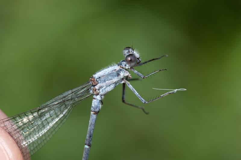 Photo of Powdered Dancer