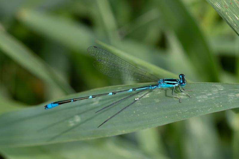 Photo of Stream Bluet