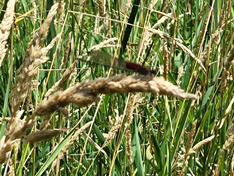 Photo of American Rubyspot