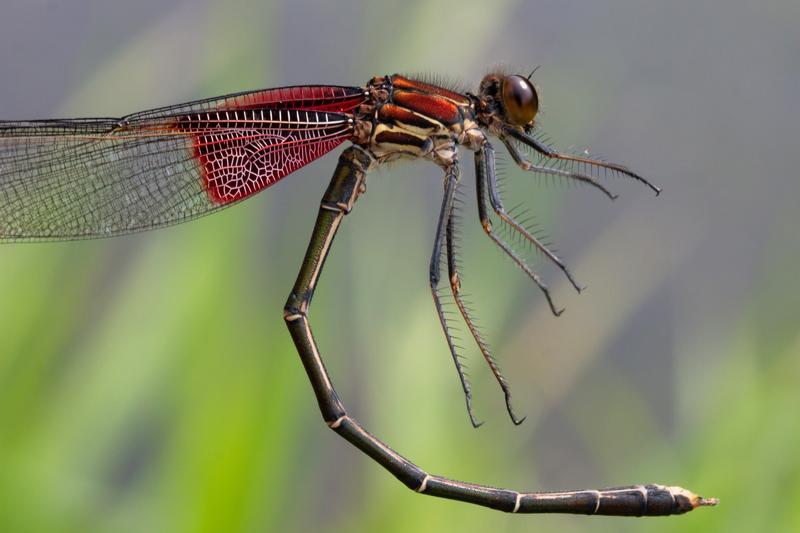 Photo of American Rubyspot