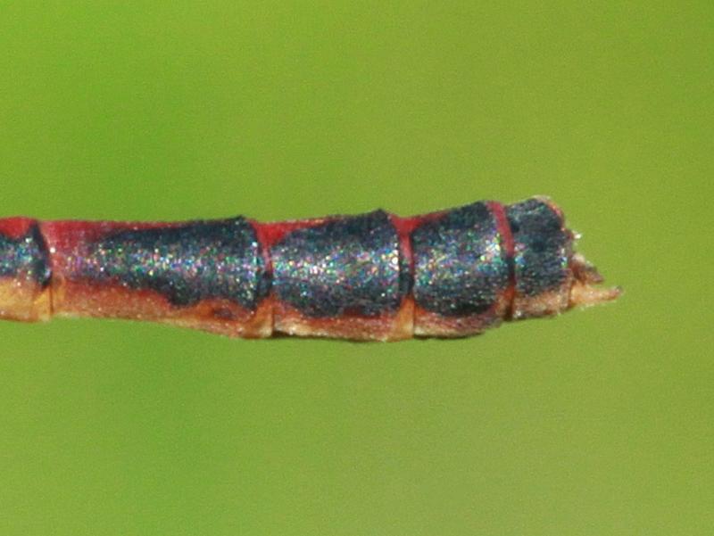 Photo of Western Red Damsel