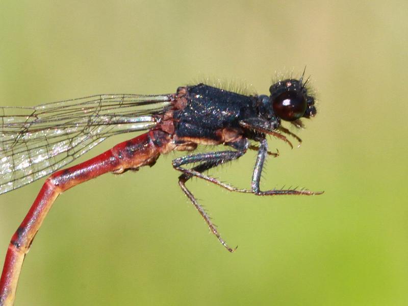 Photo of Western Red Damsel