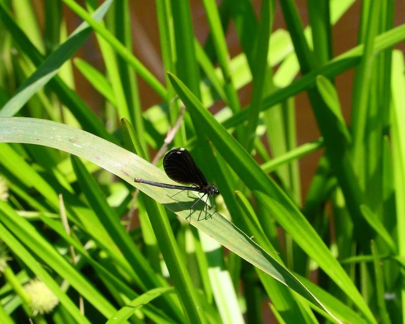 Photo of Ebony Jewelwing