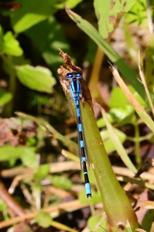 Photo of Tule Bluet