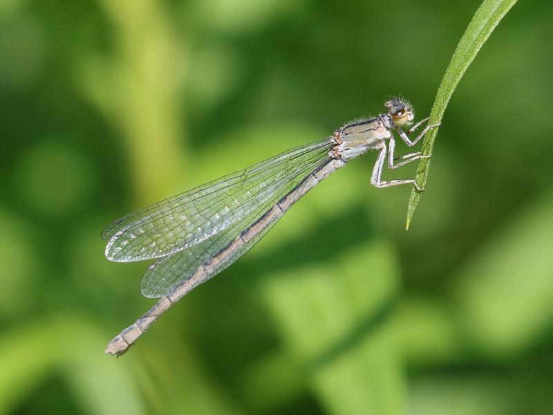 Photo of River Bluet