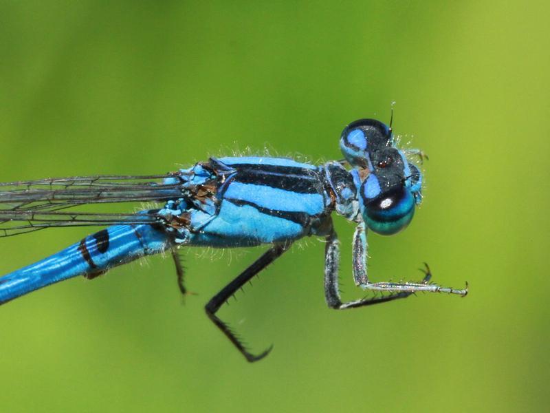 Photo of River Bluet