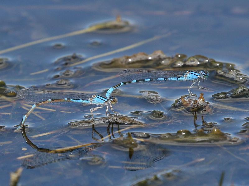 Photo of River Bluet