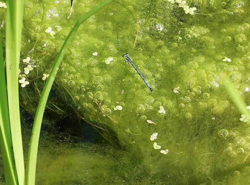 Photo of Eastern Forktail