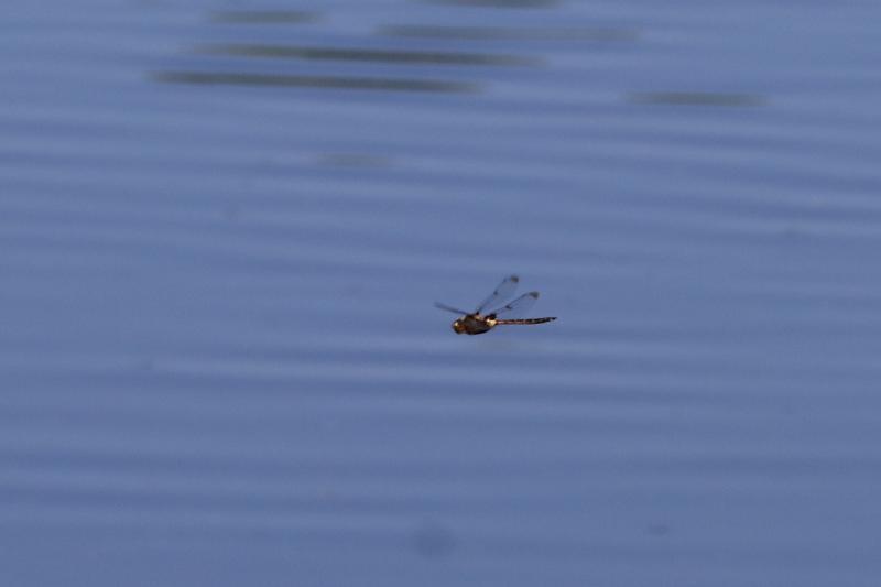 Photo of Prince Baskettail