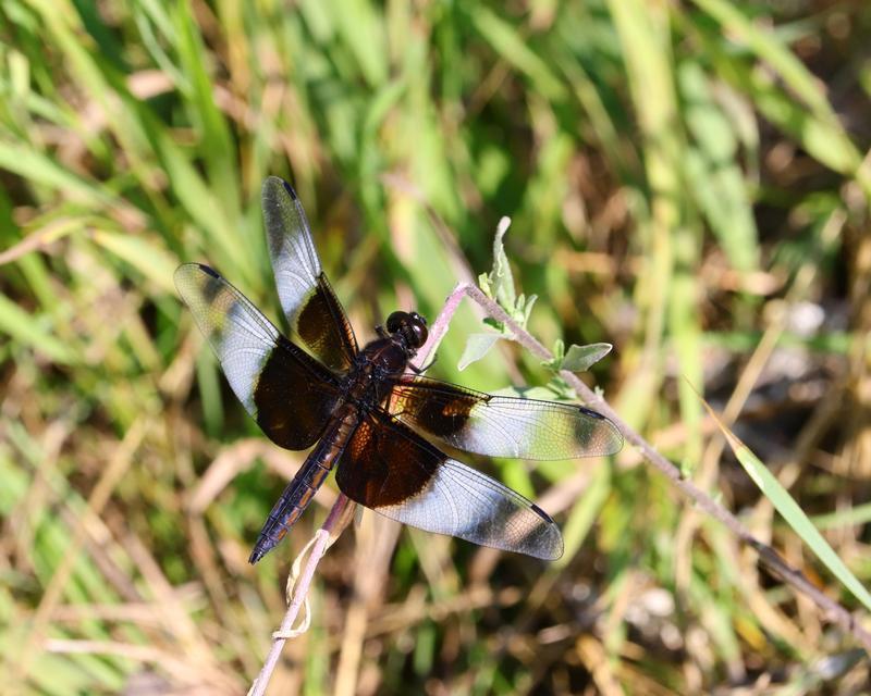 Photo of Widow Skimmer