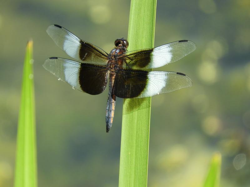 Photo of Widow Skimmer
