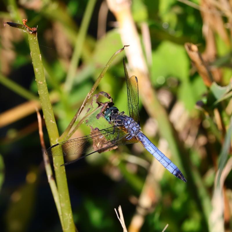 Photo of Blue Dasher