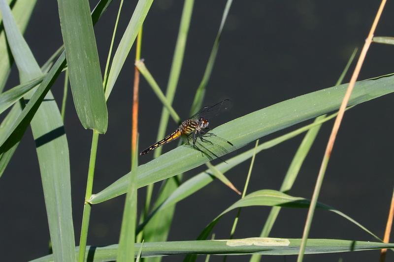 Photo of Blue Dasher