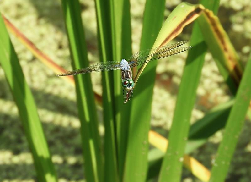 Photo of Blue Dasher