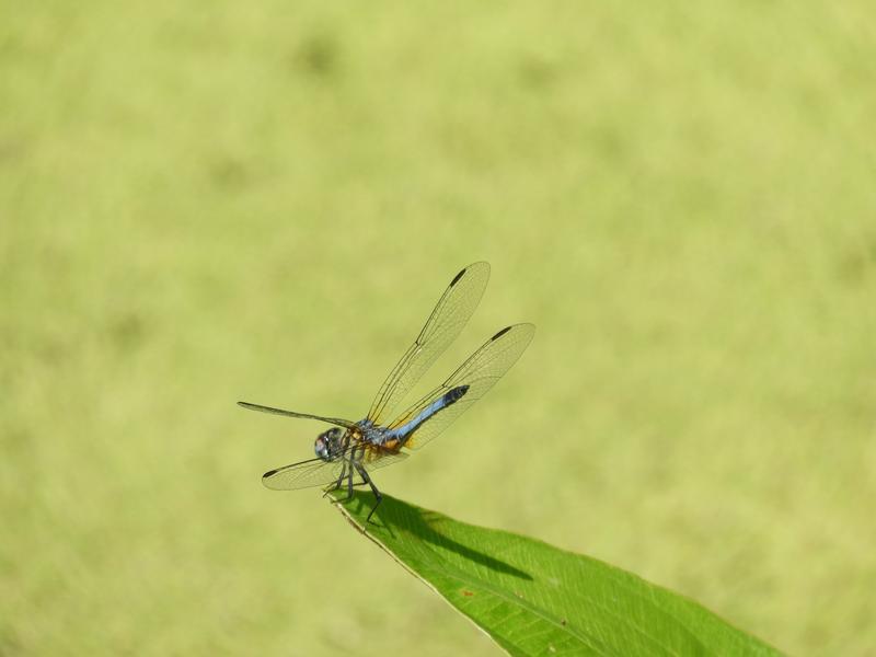 Photo of Blue Dasher