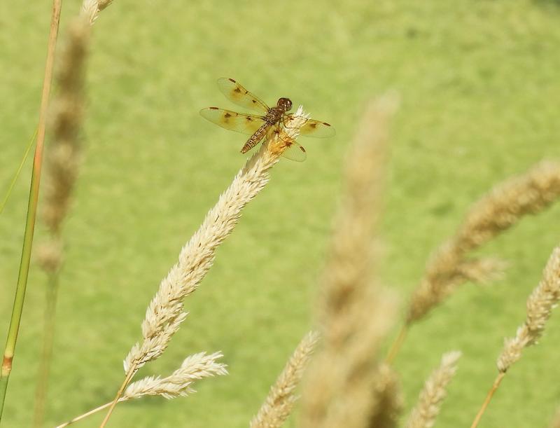 Photo of Eastern Amberwing