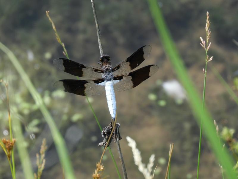 Photo of Common Whitetail