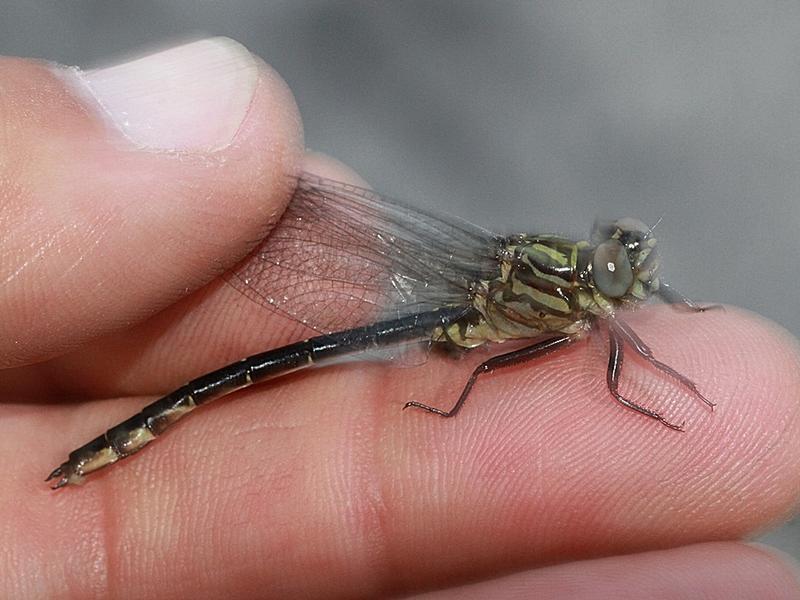 Photo of Elusive Clubtail