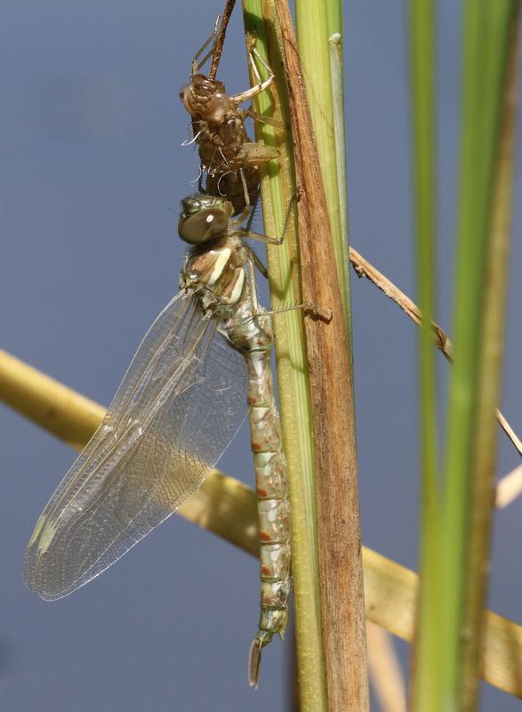 Photo of Black-tipped Darner