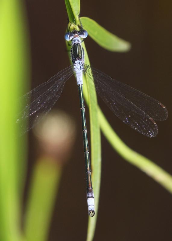 Photo of Northern Spreadwing