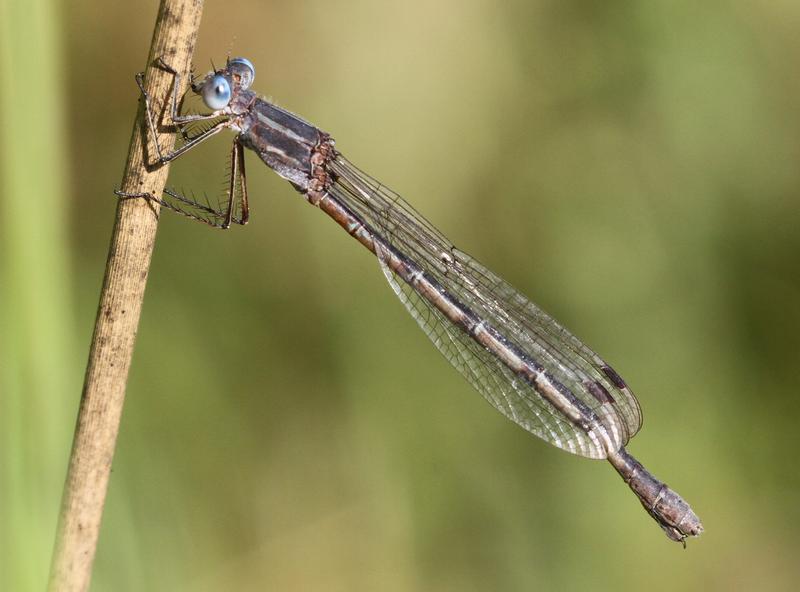 Photo of Northern Spreadwing