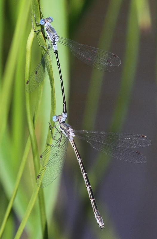 Photo of Sweetflag Spreadwing