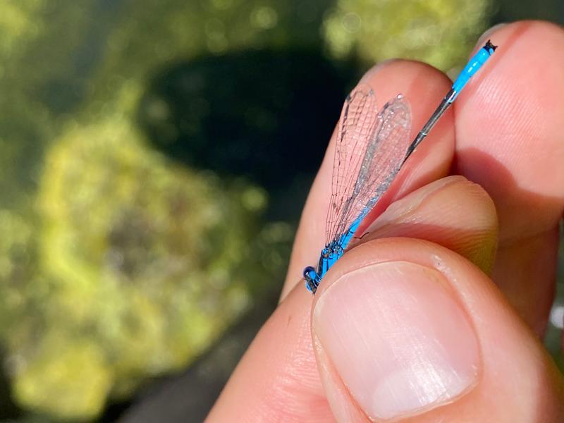 Photo of Azure Bluet