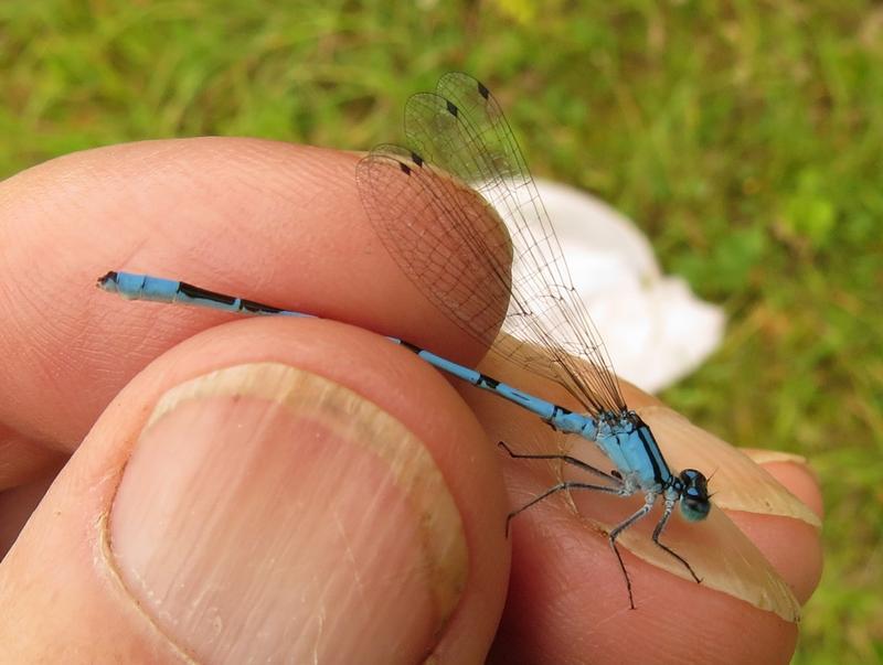 Photo of Hagen's Bluet