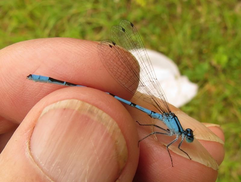 Photo of Hagen's Bluet