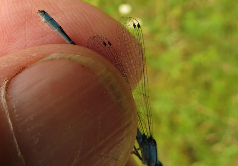 Photo of Hagen's Bluet