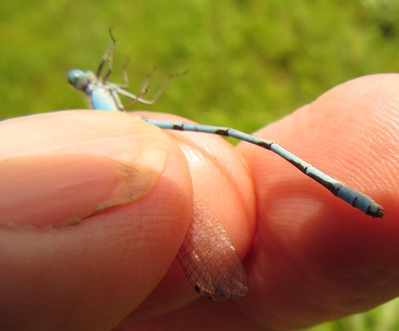 Photo of Marsh Bluet