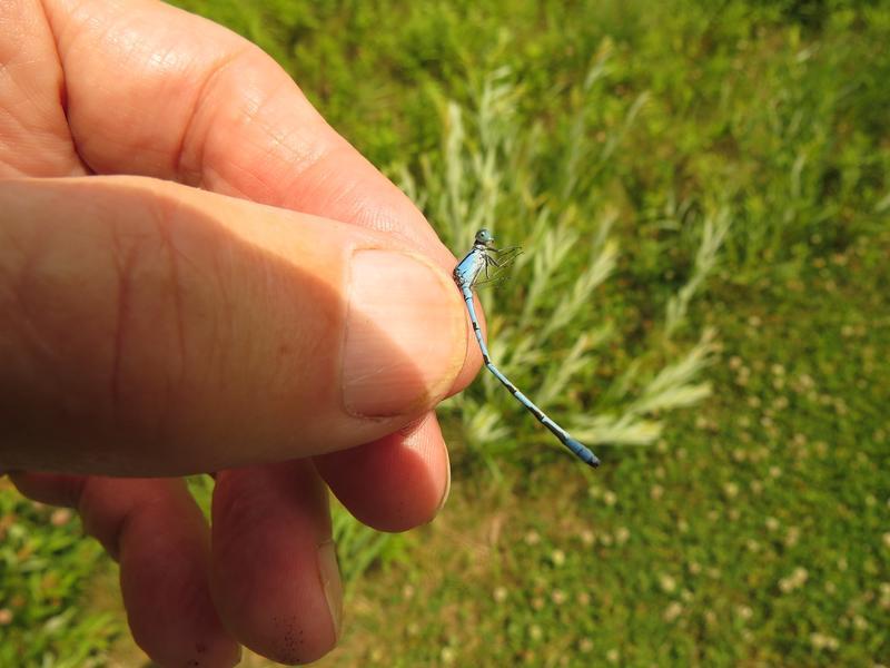 Photo of Marsh Bluet