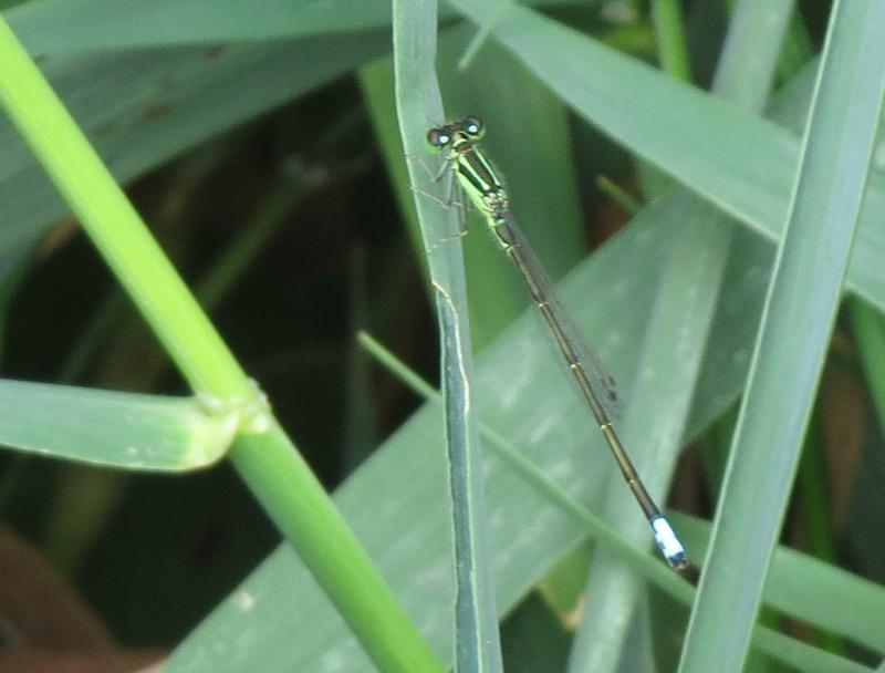 Photo of Eastern Forktail