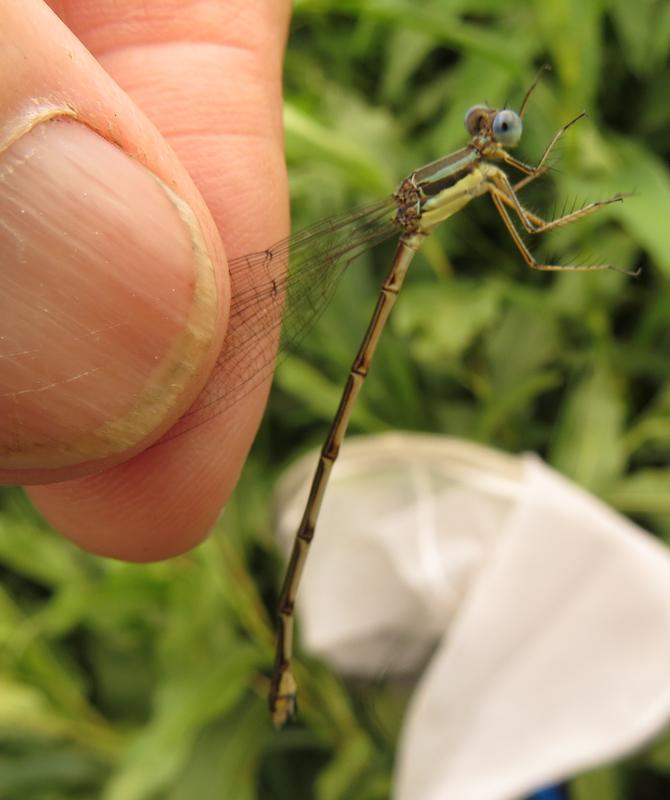 Photo of Northern Spreadwing