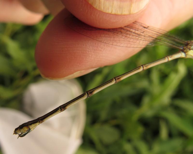 Photo of Northern Spreadwing