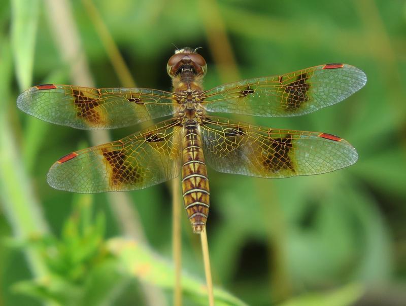 Photo of Eastern Amberwing