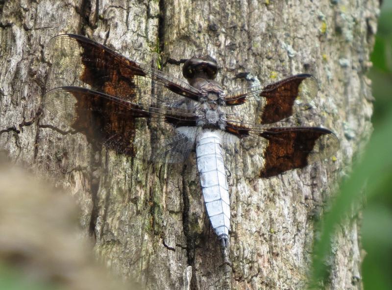 Photo of Common Whitetail