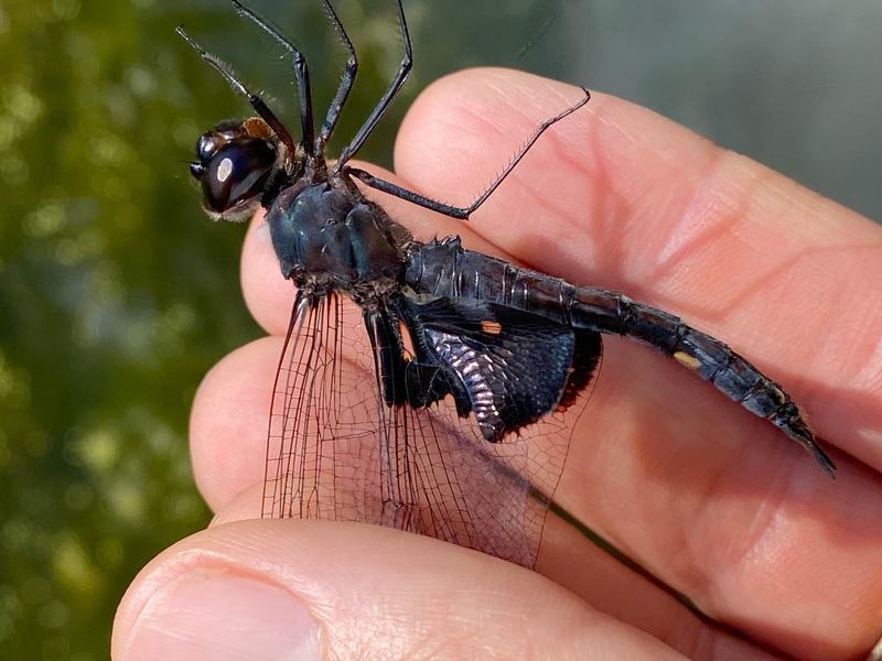 Photo of Black Saddlebags