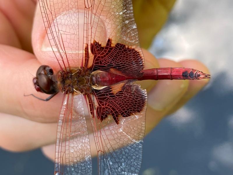 Photo of Red Saddlebags