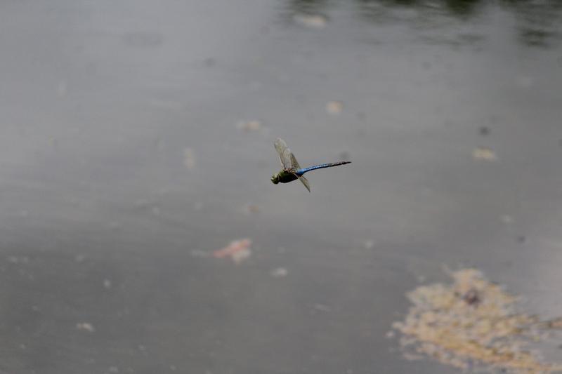 Photo of Common Green Darner