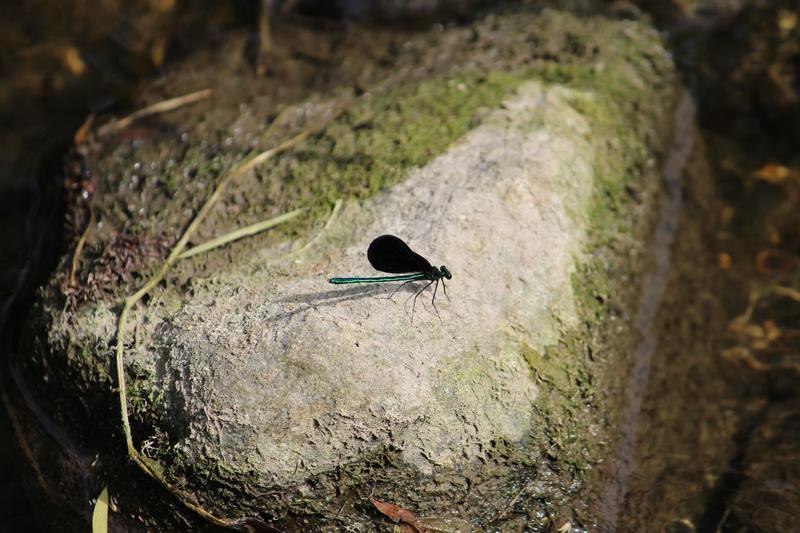 Photo of Ebony Jewelwing