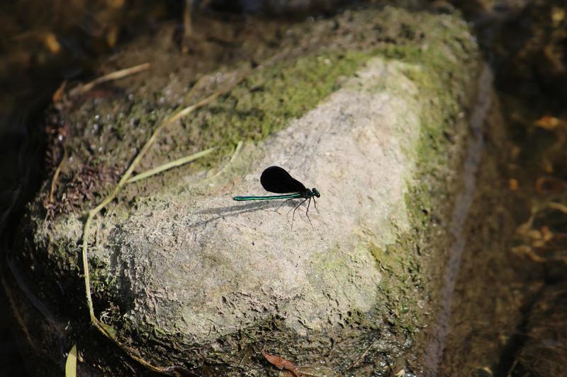 Photo of Ebony Jewelwing