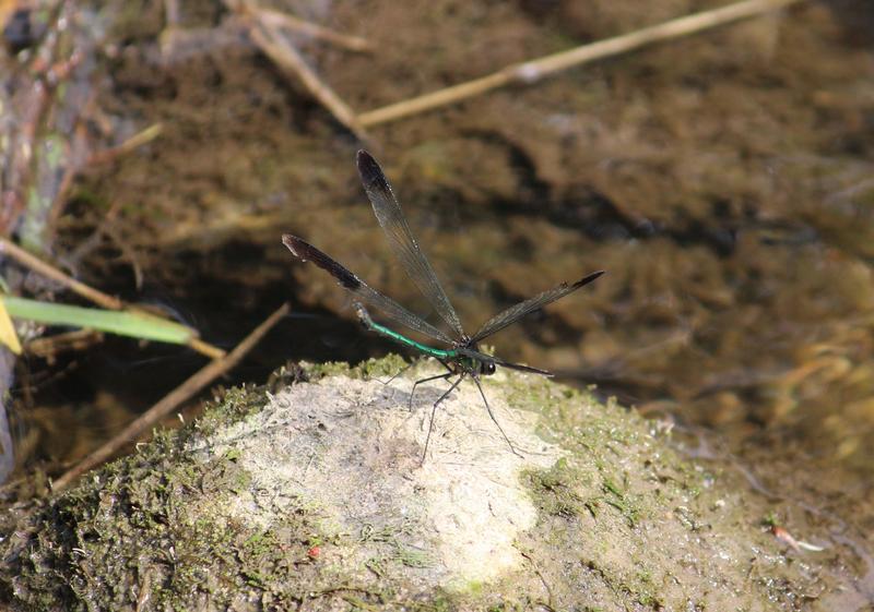 Photo of River Jewelwing